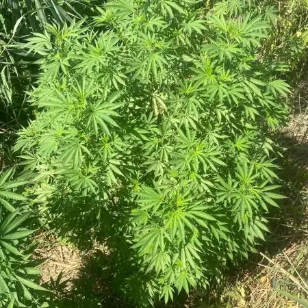 Out '25. Afghan landrace (II)