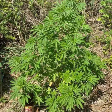 Out '25. Afghan landrace (II)