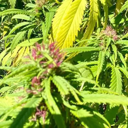 Out '25. Afghan landrace (I)