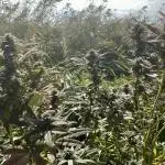 Out '25. Afghan landrace (II)