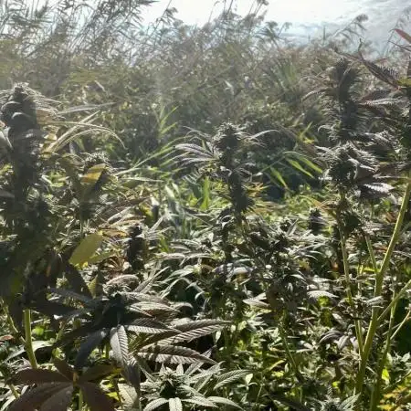 Out '25. Afghan landrace (II)