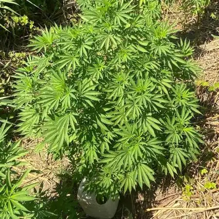 Out '25. Afghan landrace (II)