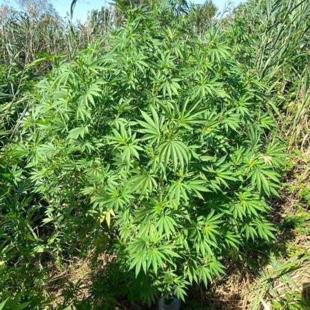 Out '25. Afghan landrace (II)