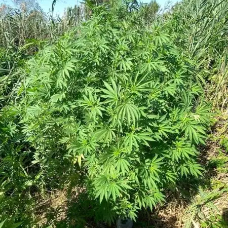 Out '25. Afghan landrace (II)