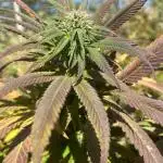 Out '25. Afghan landrace (II)
