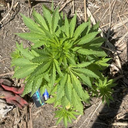 Out '25. Afghan landrace (II)