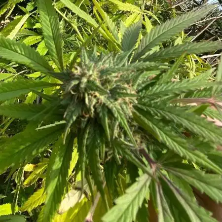 Out '25. Afghan landrace (I)