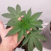 Atami_grow_SA