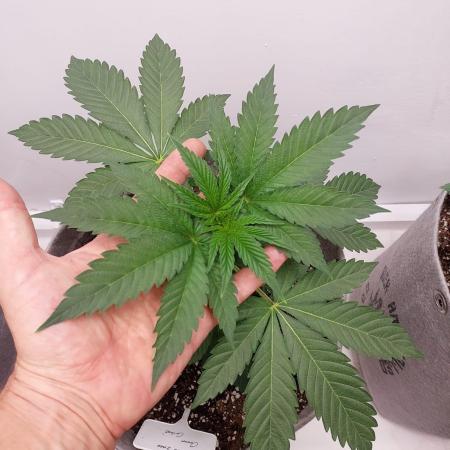 Atami_grow_SA