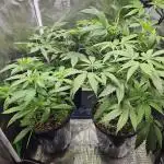 MN OUTDOOR GROW 2025 - DUTCH PASSION