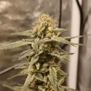 Humboldt, Sweet Seeds & RQS | Auto mix
