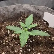 Humboldt & RQS | Jelly Donutz, Hyperion