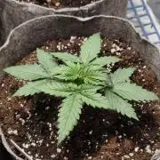 Humboldt & RQS | Jelly Donutz, Hyperion