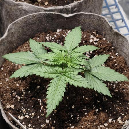 Humboldt & RQS | Jelly Donutz, Hyperion