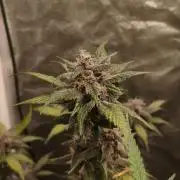 GMO, Red Cookies & Gorilla Z | Auto mix