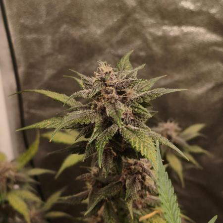 GMO, Red Cookies & Gorilla Z | Auto mix
