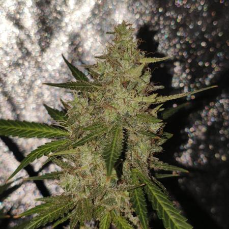 GMO, Red Cookies & Gorilla Z | Auto mix