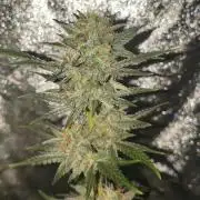 Humboldt, Sweet Seeds & RQS | Auto mix