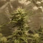 Humboldt, Sweet Seeds & RQS | Auto mix