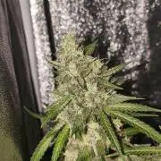 GMO, Red Cookies & Gorilla Z | Auto mix