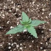 Humboldt & RQS | Jelly Donutz, Hyperion