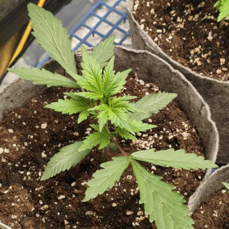 Humboldt & RQS | Jelly Donutz, Hyperion