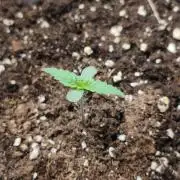 Humboldt & RQS | Jelly Donutz, Hyperion