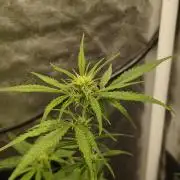 Humboldt & RQS | Jelly Donutz, Hyperion