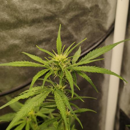 Humboldt & RQS | Jelly Donutz, Hyperion