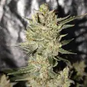 Humboldt, Sweet Seeds & RQS | Auto mix