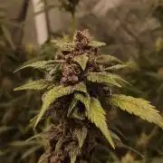 GMO, Red Cookies & Gorilla Z | Auto mix