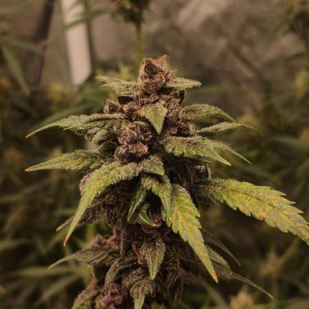 GMO, Red Cookies & Gorilla Z | Auto mix