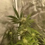 Humboldt, Sweet Seeds & RQS | Auto mix