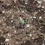 Humboldt & RQS | Jelly Donutz, Hyperion