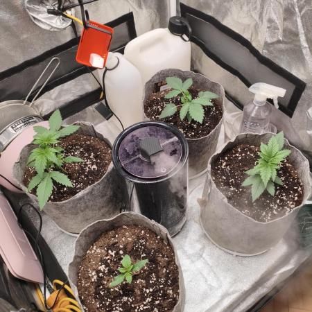 Chemdog, Glookies, Extra Mintz | Photo