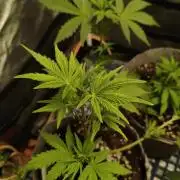 Humboldt & RQS | Jelly Donutz, Hyperion