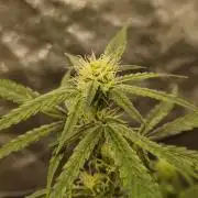 Humboldt & RQS | Jelly Donutz, Hyperion