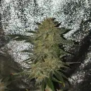 Humboldt, Sweet Seeds & RQS | Auto mix