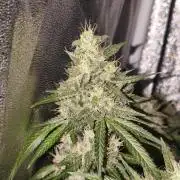 GMO, Red Cookies & Gorilla Z | Auto mix