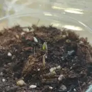 Unknown strain | Cuppie