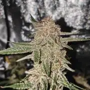 Humboldt, Sweet Seeds & RQS | Auto mix