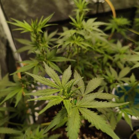 Humboldt & RQS | Jelly Donutz, Hyperion