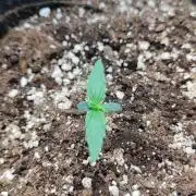 00S - Auto Gelato Mint