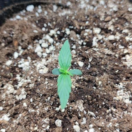 00S - Auto Gelato Mint
