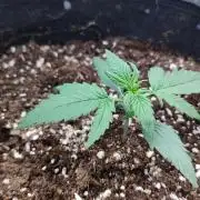00S - Auto Gelato Mint