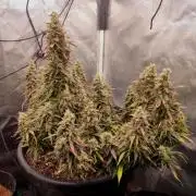 00S - Auto Bubble gum xxl