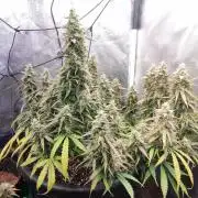 00S - Auto Bubble gum xxl