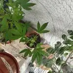 krauTHCollective Grow 2025 (Outdoor)