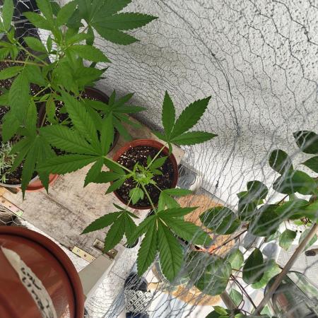 krauTHCollective Grow 2025 (Outdoor)