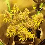 Arctic Flurry (Indoor)